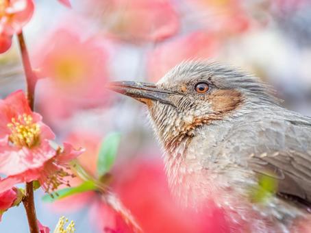 ボケの花とヒヨドリ ボケの花とヒヨドリの写真