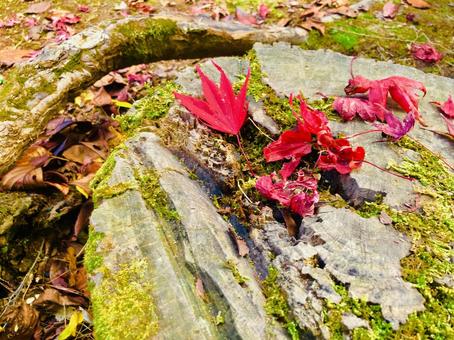 紅葉　もみじ　秋　の写真