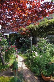 My Garden (5月) My Garden (5月)の写真