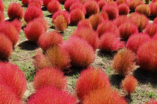 紅葉したコキアの風景の写真