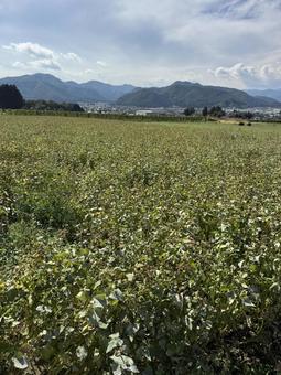 秋の蕎麦畑の写真