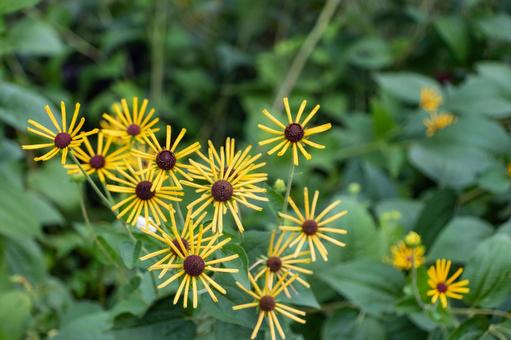 黄色い花 黄色い花 花,植物,自然の写真素材