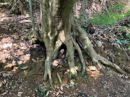 森林の大きな木の根 森林の大きな木の根 木,自然,木材の写真素材
