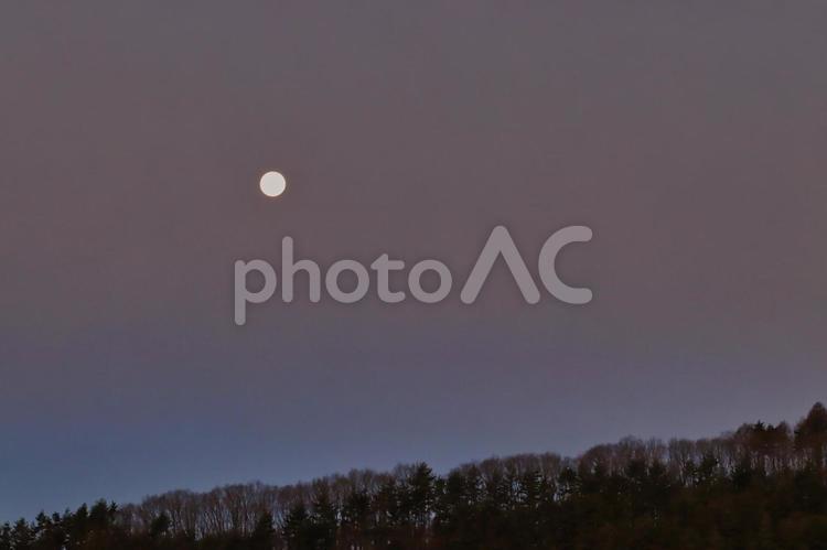 森へ沈んでゆく満月 満月,夜明け,森の写真素材