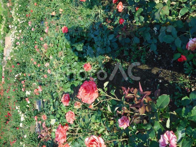 横向きの陰のある風景 薔薇,バラ,ばらの写真素材