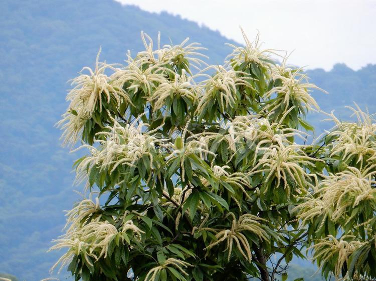 【植物写真】栗の花 クリ,栗,植物の写真素材