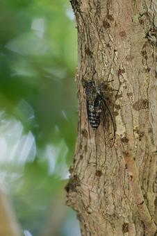 夏の終わりを告げるツクツクボウシ 夏の終わりを告げるツクツクボウシの写真