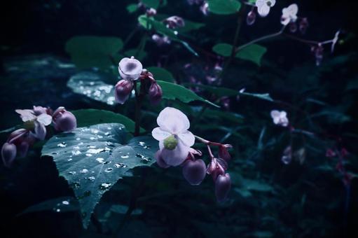 花 自然,水滴,花の写真素材