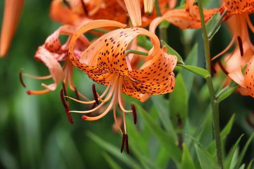 オレンジ色のオニユリノの花のアップ オレンジ色のオニユリノの花のアップの写真