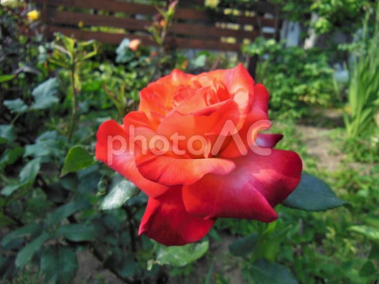 赤い薔薇　春咲き　庭の花 花,バラ,薔薇の写真素材