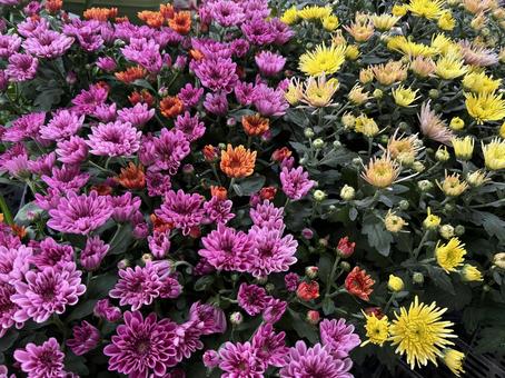 ポットマム① 花,ピンク,黄色の写真素材