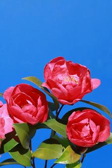 ツバキの花 花木,椿,赤色の写真素材