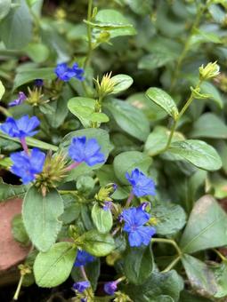 ルリマツリモドキの青い花 花壇,ガーデニング,花の写真素材