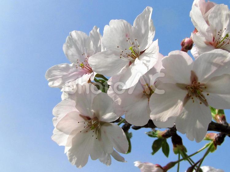 桜と青空 桜,花,開花の写真素材