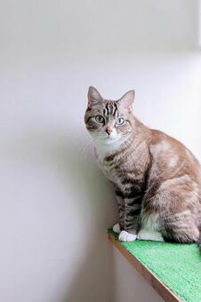 見つめる可愛いトラ猫 縦2 ねこ,トラ猫,見つめるの写真素材