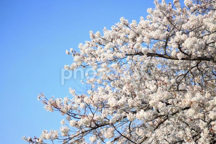 見ごろが長い桜_16 咲き誇る,優々,雄大の写真素材