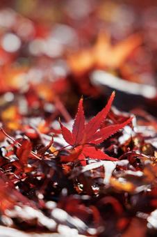 Bright red autumn leaves, JPG
