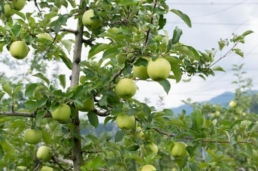 収穫前の青リンゴ 収穫前の青リンゴ りんご,青リンゴ,果物の写真素材