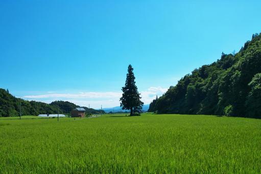 一本杉と田園 一本杉と田園 風景,青空,田舎の写真素材