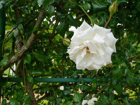 薔薇 薔薇の写真