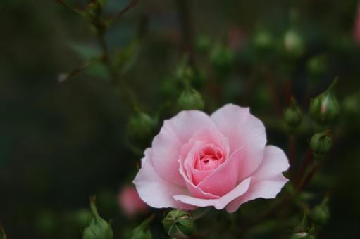 中心が濃い淡色ピンクのバラ 薔薇,ローズ,ピンクの写真素材