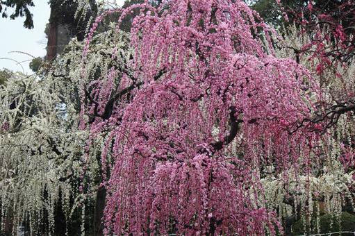 ウメの花 ウメの花の写真