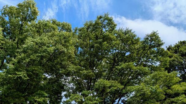 夏の広葉樹の緑 夏の広葉樹の緑 空,自然,木の写真素材