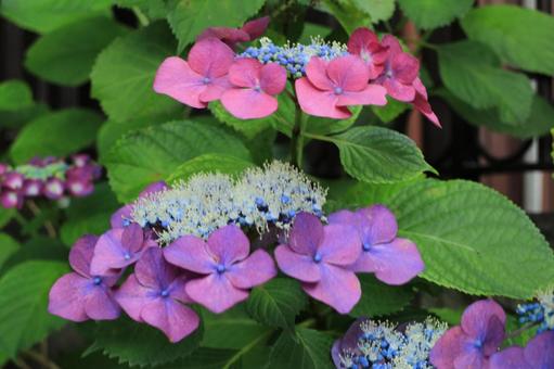 [Flower photo] Hydrangea_0609-47, JPG