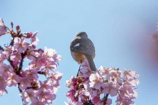 桜にとまるジョウビタキの後ろ姿 桜にとまるジョウビタキの後ろ姿の写真