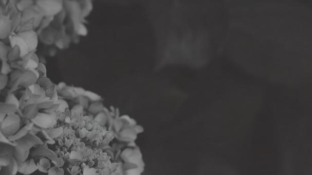 紫陽花 [白黒/淡]版 縦横16:9 白黒,モノクロ,グレースケールの写真素材