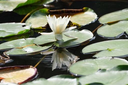 Water Lily, JPG