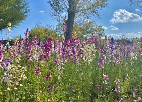 カラフルなお花 カラフルなお花の写真