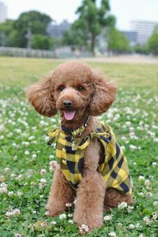 シロツメクサに囲まれたトイプードル トイプードル,動物,哺乳類の写真素材