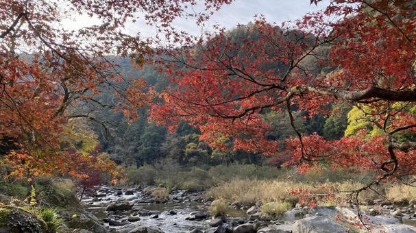 紅葉と朝と川 秋,川,岩の写真素材