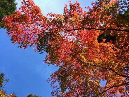 紅葉 紅葉の写真