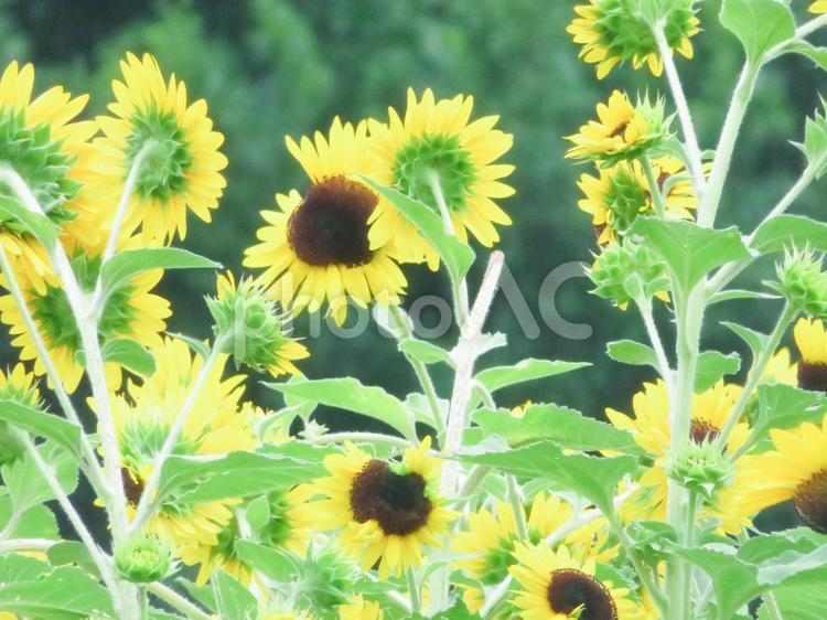 ひまわり畑 ひまわり,ガーデニング,メルヘンの写真素材