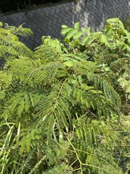 Early summer alder tree (young tree), JPG Early summer alder tree (young tree), JPG