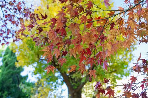 秋の気配・色づく紅葉 秋の気配・色づく紅葉 紅葉,秋,モミジの写真素材