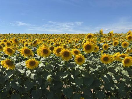青空とひまわり 青空とひまわり ひまわり,ヒマワリ,花の写真素材