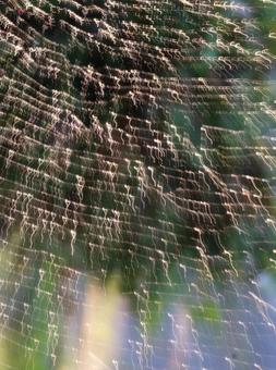 奏でる光 奏でる光 音楽,奏でる,蜘蛛の巣の写真素材