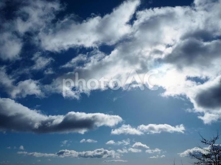 枯れ木の青空 枯れ木,青空,晴れの写真素材