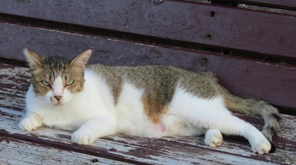 夕涼みが日課のもふもふでカメラ目線の猫 夕涼みが日課のもふもふでカメラ目線の猫 猫,キジシロ,寝転ぶの写真素材