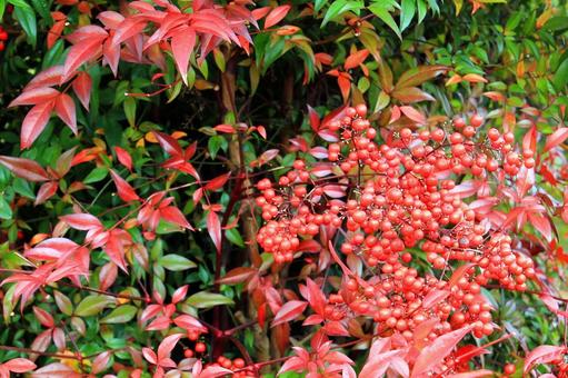 南天の赤い実・紅葉 南天の赤い実・紅葉 南天,赤い実,紅葉の写真素材