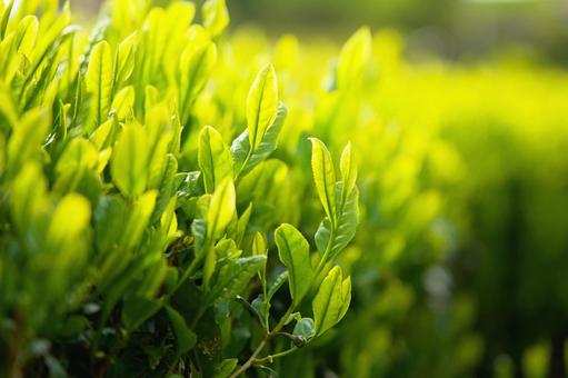 新茶の季節(緑茶) 新茶の季節(緑茶) 茶,新茶,緑茶の写真素材