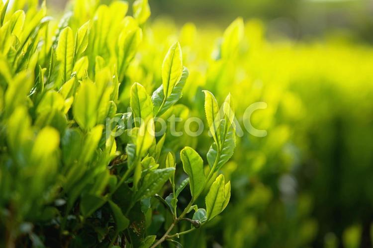 新茶の季節（緑茶） 茶,新茶,緑茶の写真素材