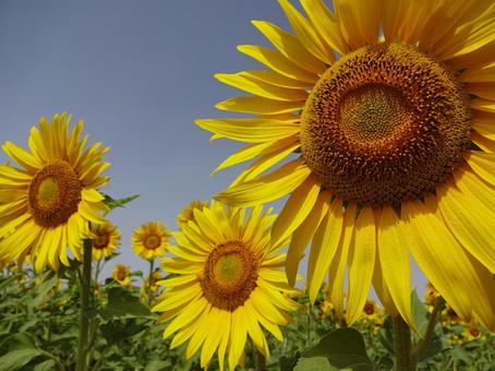 生き生きとしたひまわり ひまわり,花,自然の写真素材