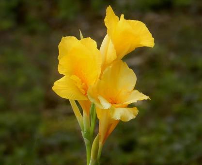 【花の写真】カンナ(美人蕉) 【花の写真】カンナ(美人蕉)の写真