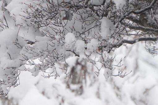 雪 雪,雪面,白の写真素材