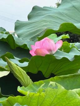 蓮 蓮,ロータス,lotusの写真素材