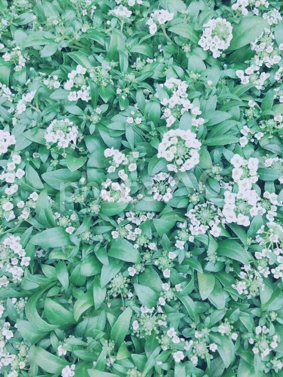 花のある風景／アリッサム 花,葉,自然の写真素材